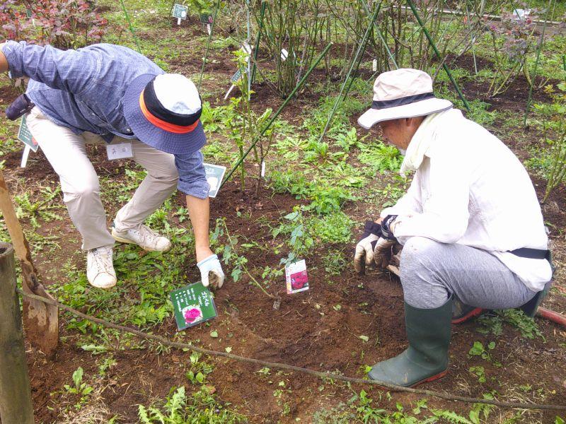 ②R8/9/27 バラ苗の植樹作業