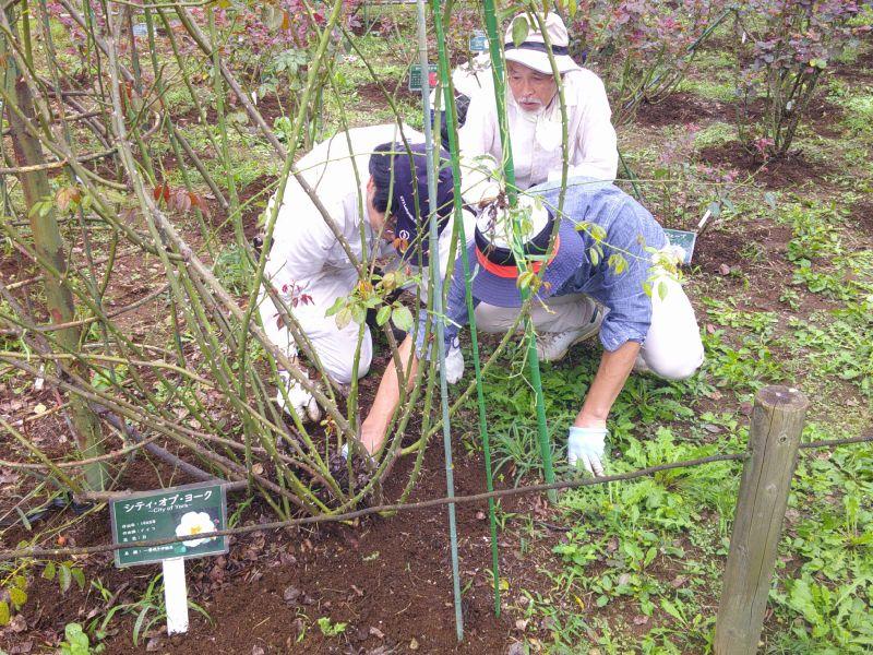 ③R8/9/27 つるバラの整枝、芽出し肥、草取り作業