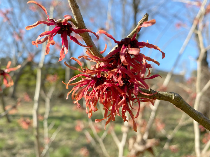 ハマメリス・インテルメディア 