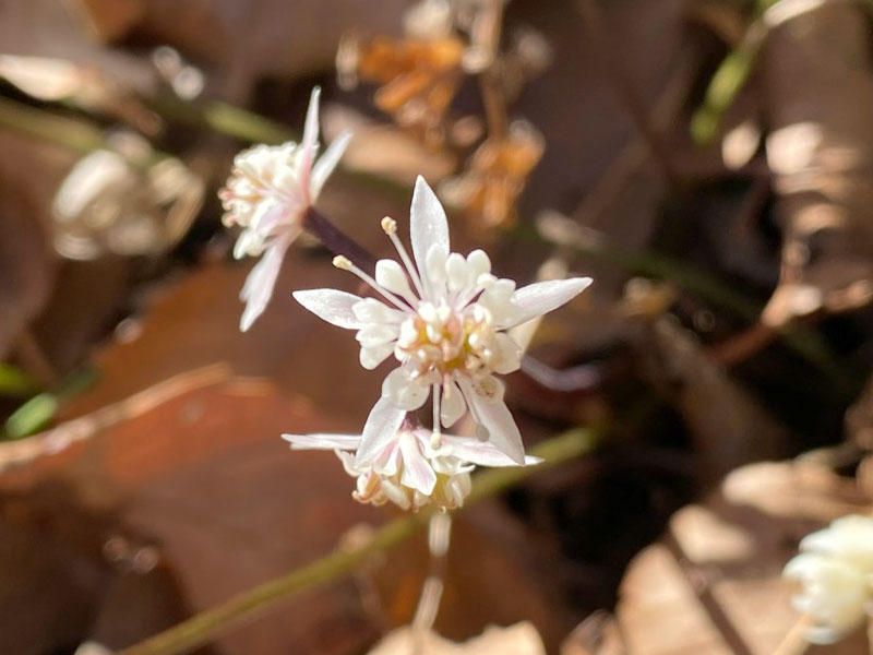 セリバオウレン