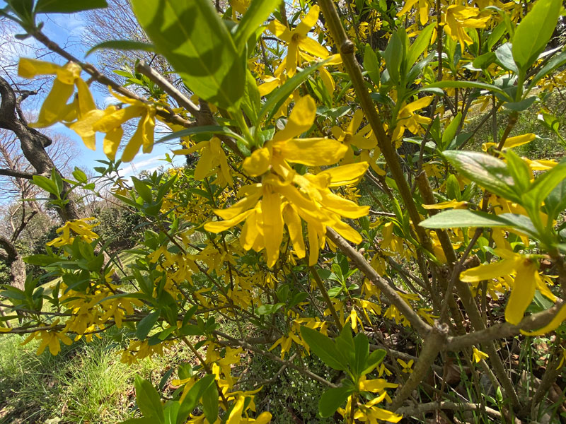 千葉市都市緑化植物園 Home