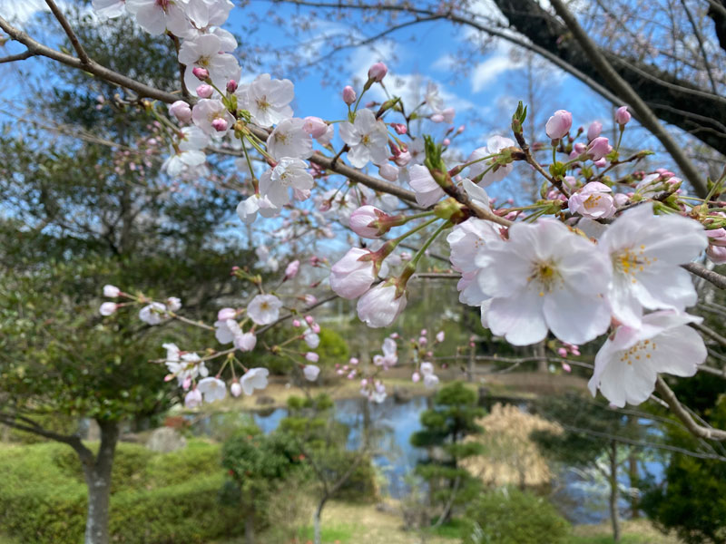 千葉市都市緑化植物園 HOME