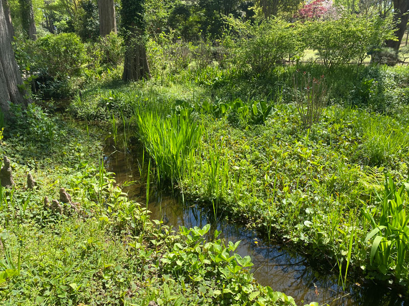 湿生植物園 