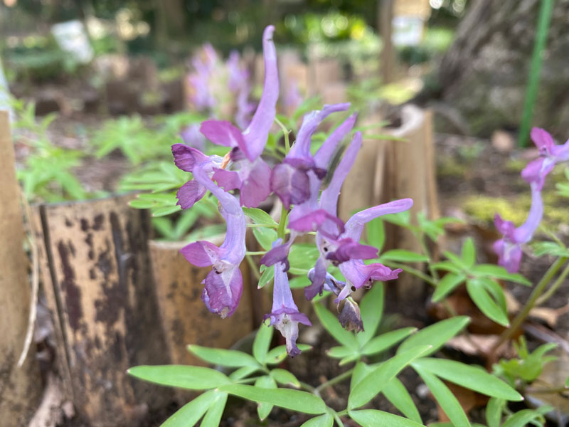 千葉市都市緑化植物園 Home 千葉市都市緑化植物園 Home