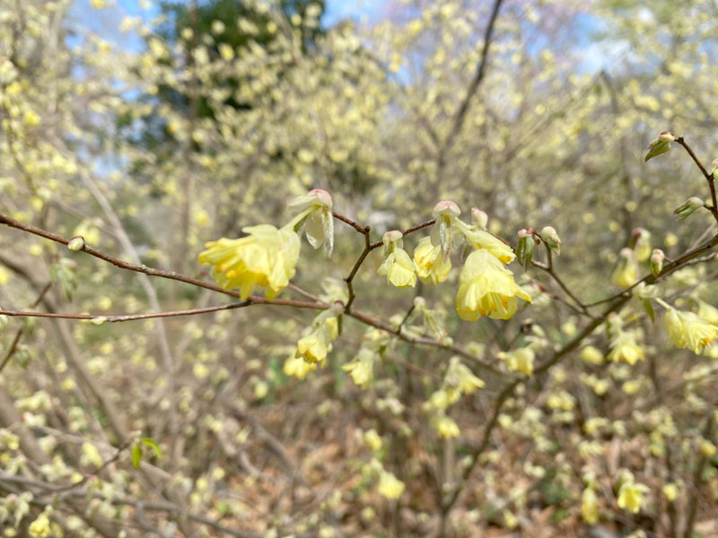 ヒュウガミズキ 