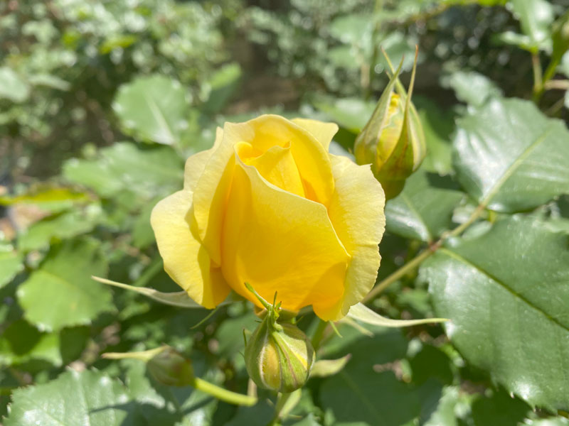 千葉市都市緑化植物園 Home 千葉市都市緑化植物園 Home