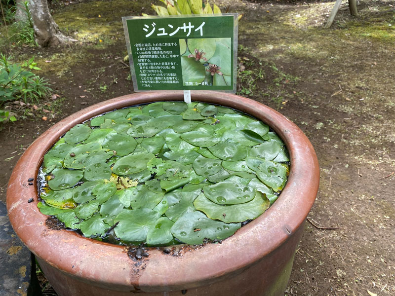 蓴菜 ジュンサイ