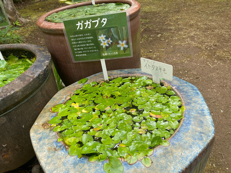 鏡蓋 ガガブタ