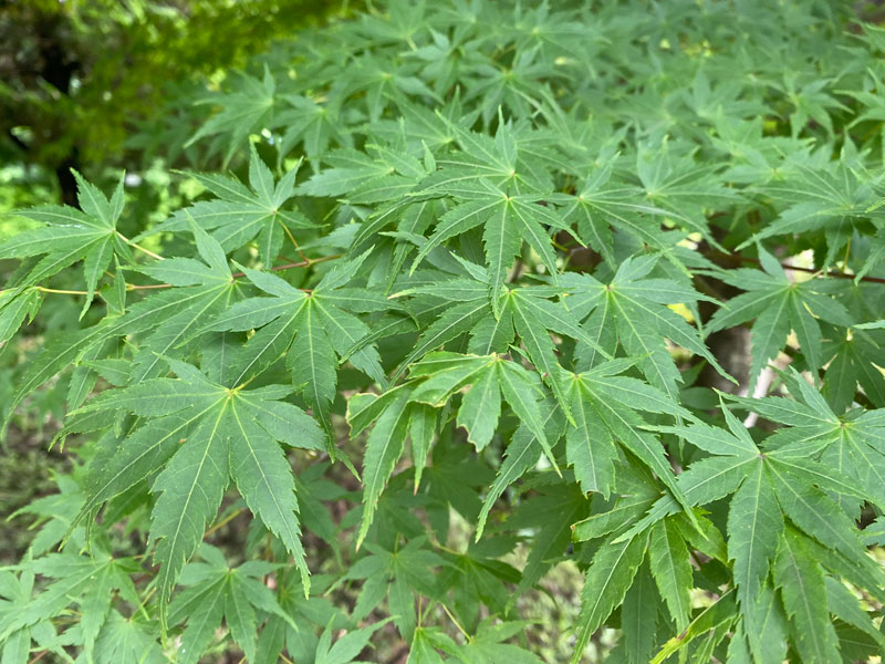 伊呂波紅葉