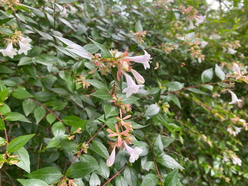 花衝羽根空木 ハナツクバネウツギ