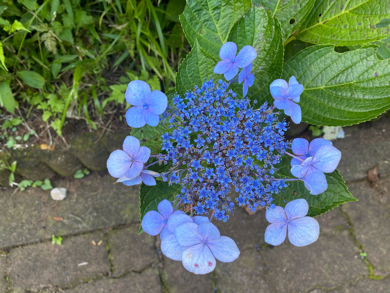額紫陽花 ガクアジサイ