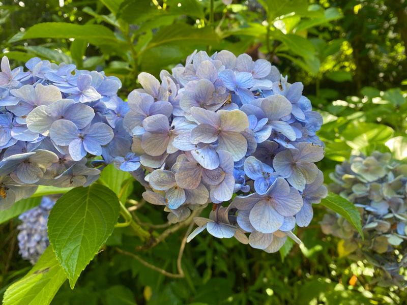 紫陽花 アジサイ