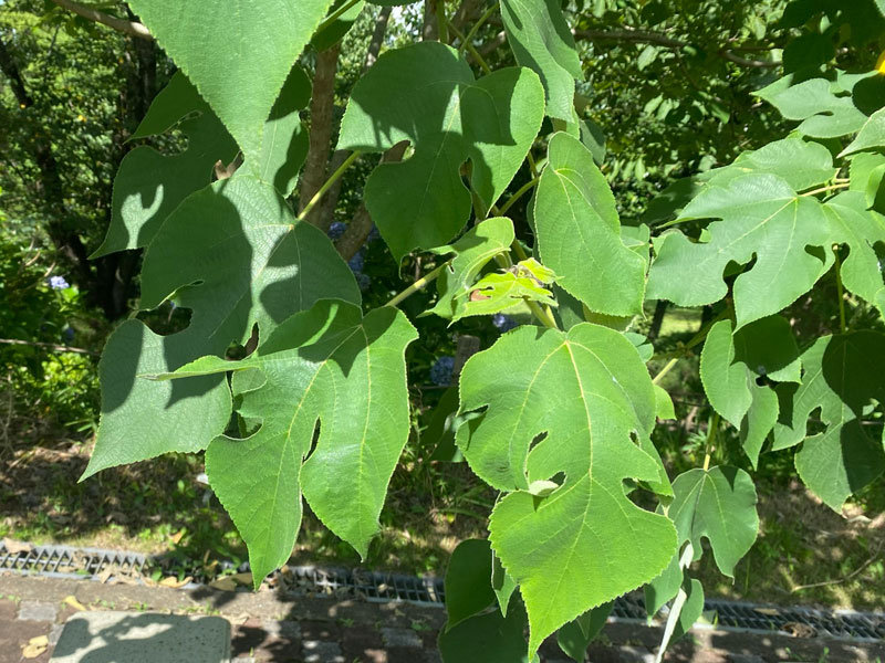 千葉市都市緑化植物園 | 植物園 生垣見本園