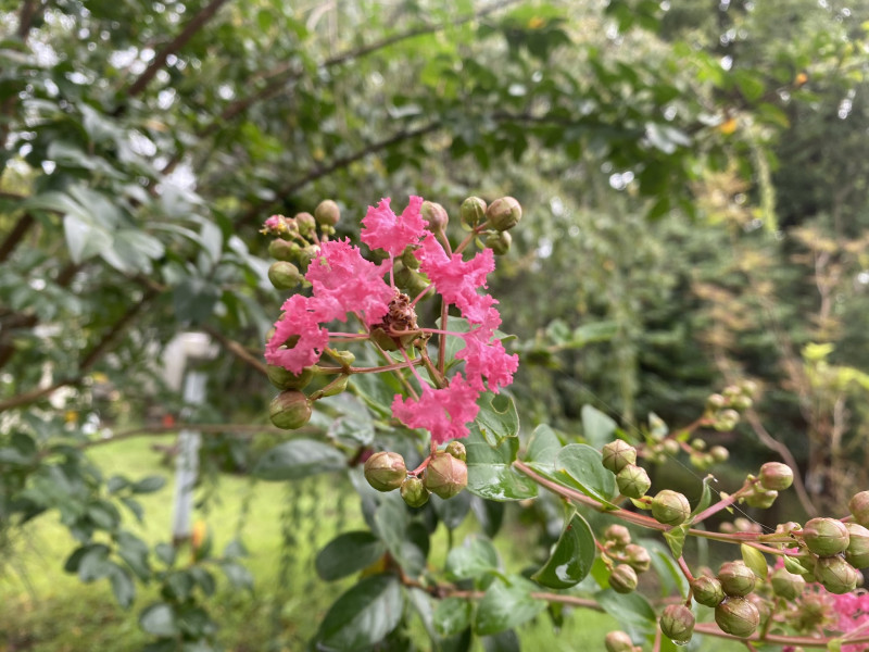 百日紅 サルスベリ