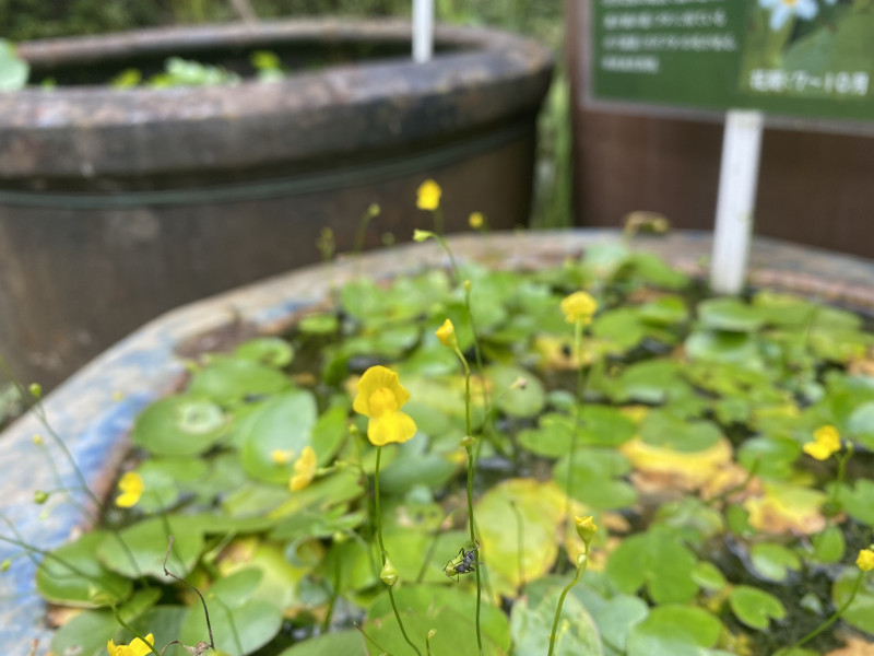 糸狸藻 イトタヌキモ