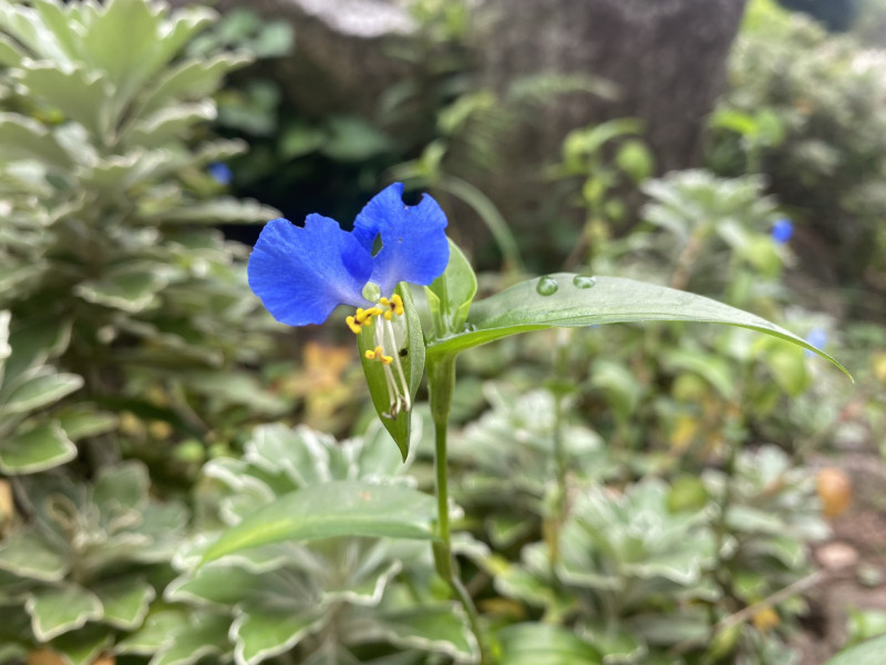 露草 ツユクサ