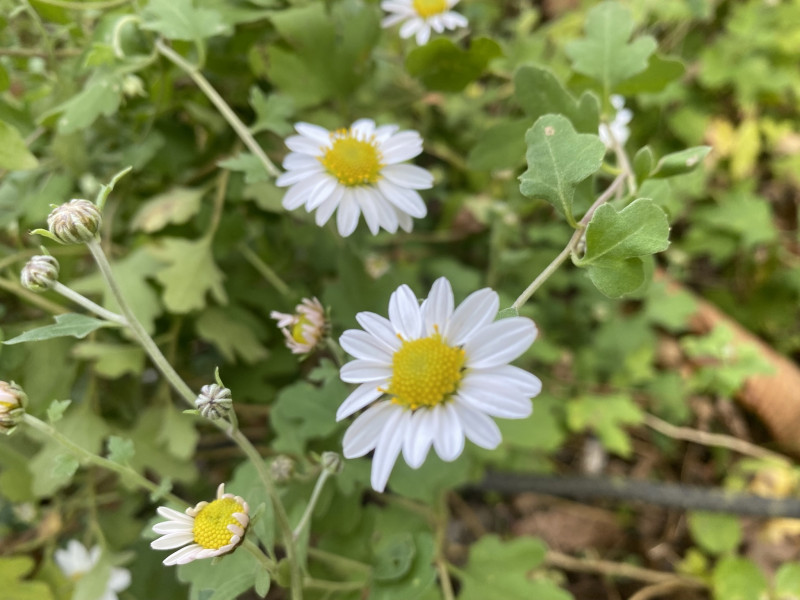 リュウノウギク