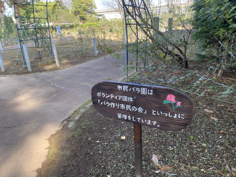 バラ園 