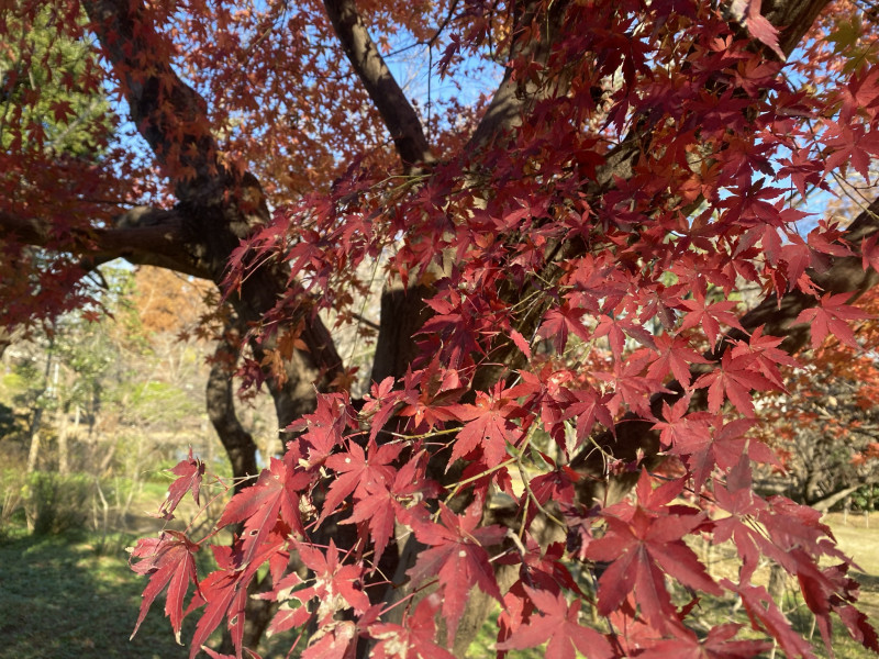 イロハモミジ 