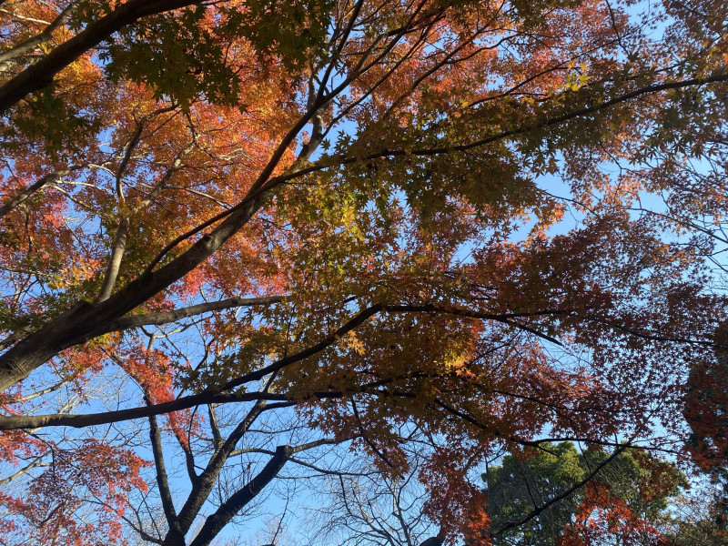 いろは楓 イロハカエデ