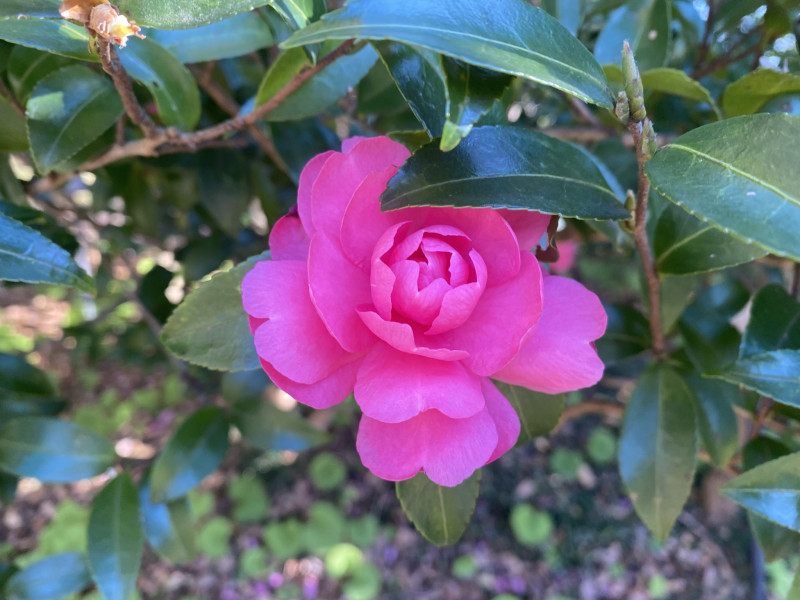 ［椿］染川 ソメカワ