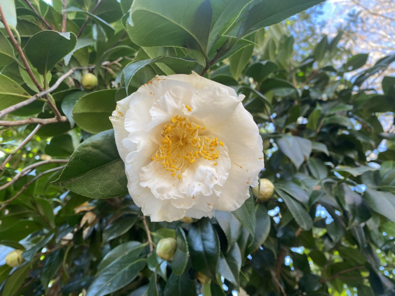 ［椿］三浦乙女 ミウラオトメ