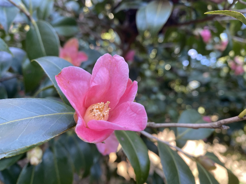 ［椿］胡蝶侘助 コチョウワビスケ