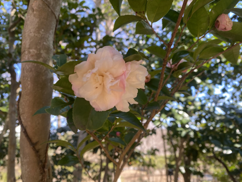 シナモン・シンディ 