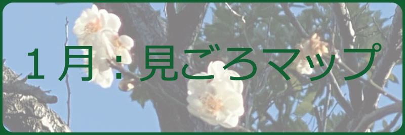 1月：見ごろマップ