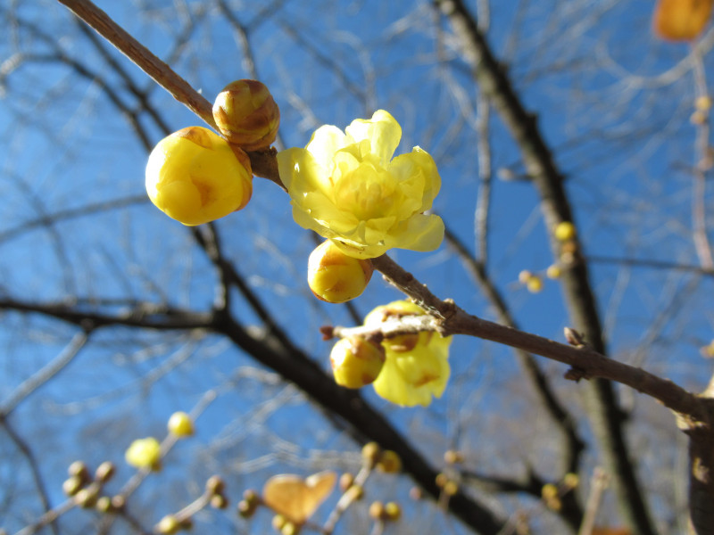 ソシンロウバイ