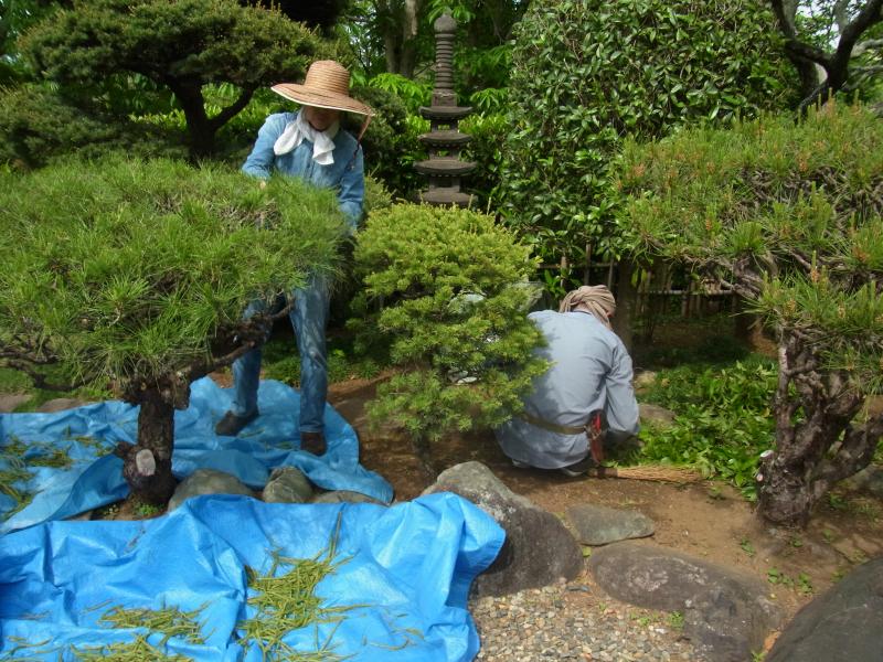 ②Ｒ7/5/1 多行松の「みどり摘み」とキンモクセイの刈込作業