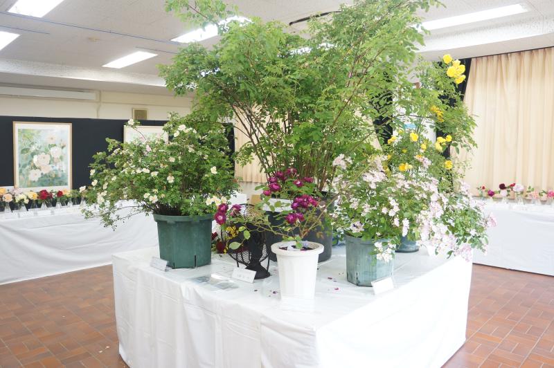 ①春のバラ展の様子