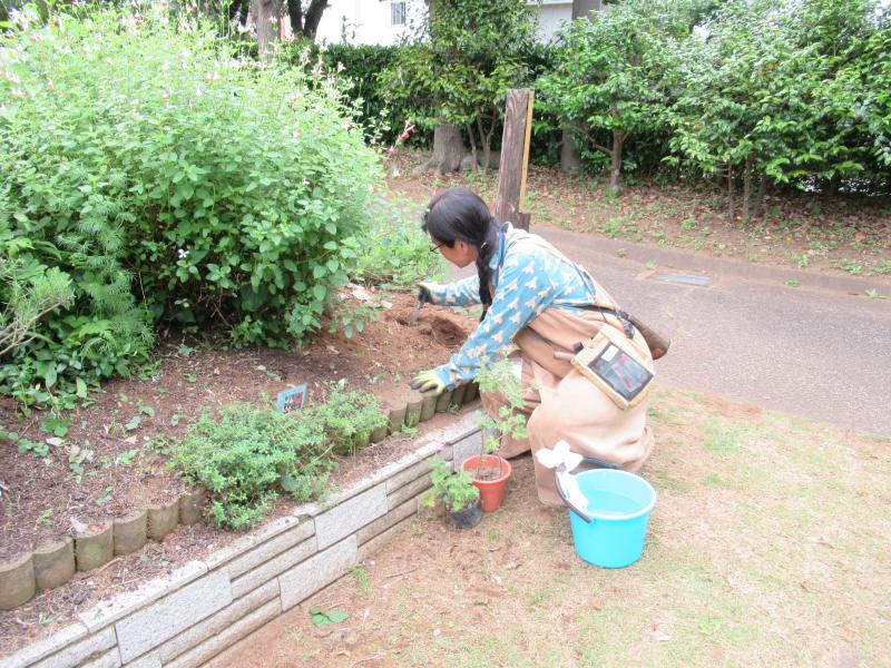 ③R7/5/23 ハーブ園の苗植作業