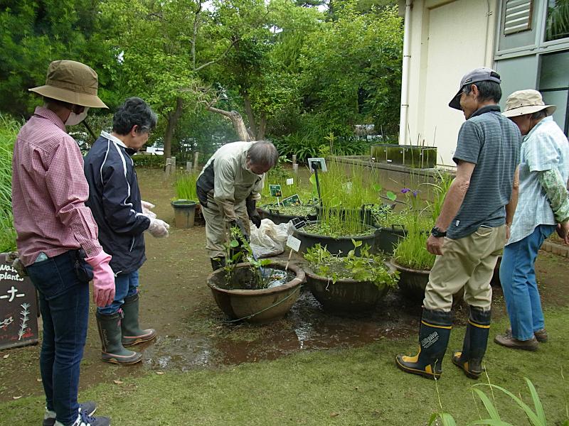 ③R7/6/13　「ミツガシワ」の植替え