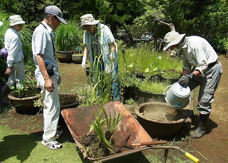 ②R7/7/4  「ノハナショウブ」の植替え