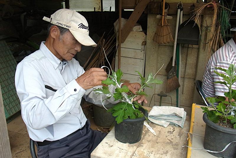 ②R7/7/8   大菊三枝誘引作業