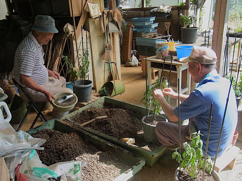 ③R7/8/5 大菊の定植作業