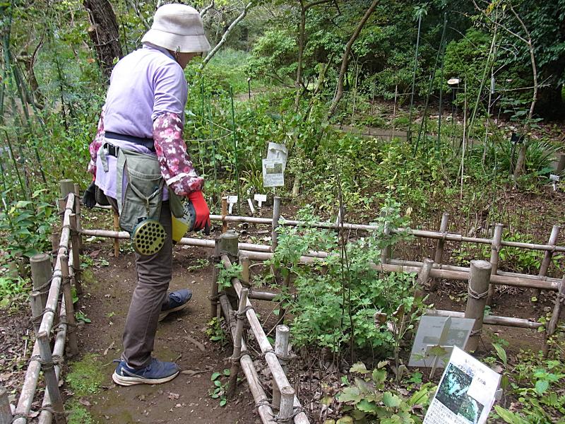 R7/10/3　野草園の整美作業と観察