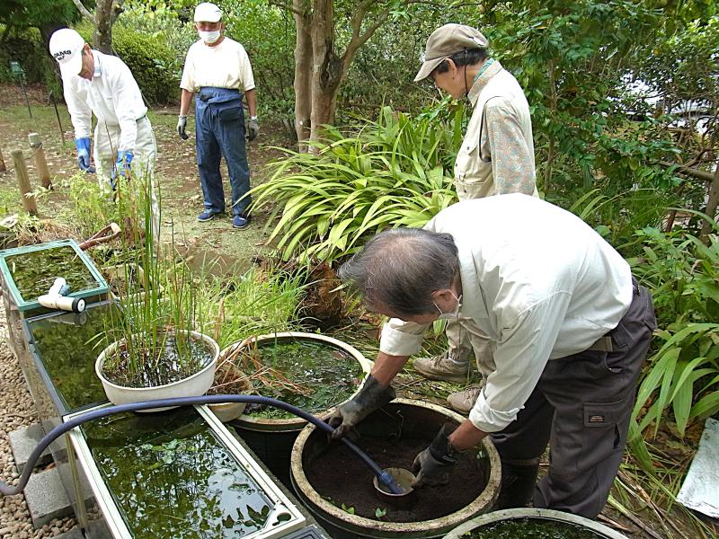 ③R7/10/3 「ヒメコウホネ」の植替え