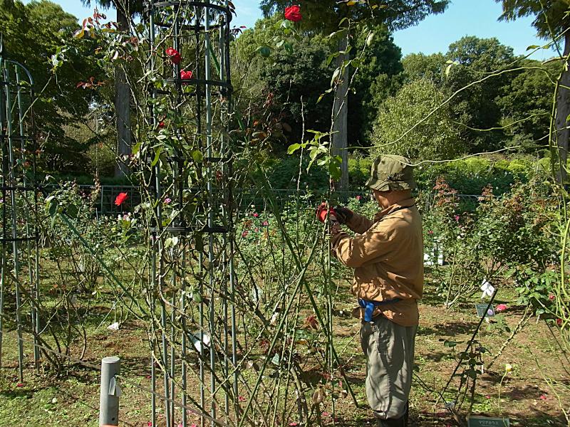 ②R7/10/18 バラの整枝作業
