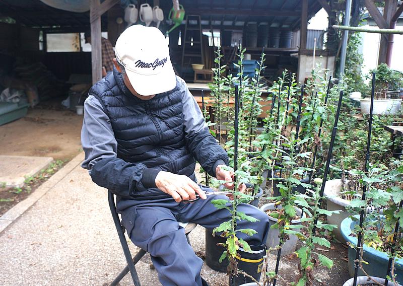 ②R7/10/21 大菊の結束作業