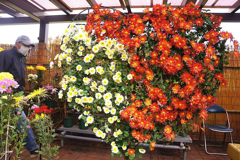 ②R7/11/23 「菊花展」開催中！！