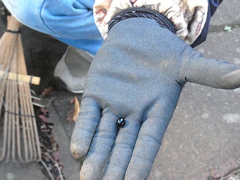 R7/12/18　「ヒガンバナ」のタネ