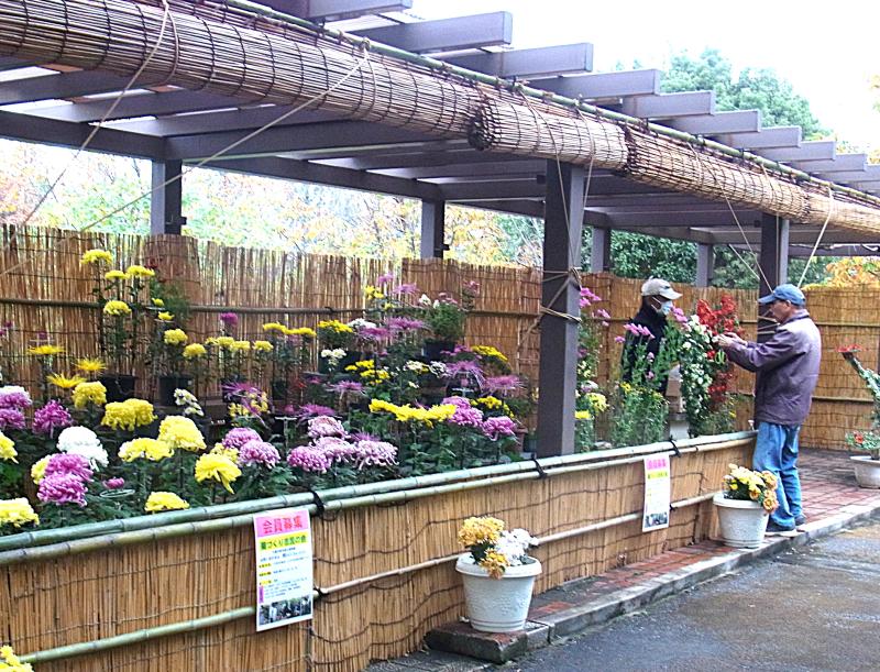 ①秋の『菊花展』の様子
