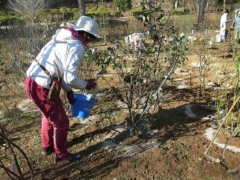 ③R8/1/17 バラの元肥、寒肥作業
