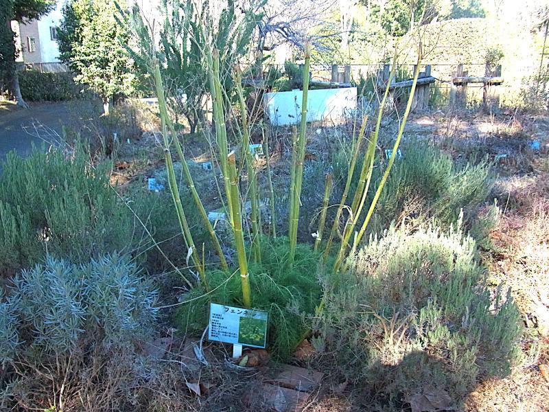 ③R8/1/ 23 ラベンダー苗移植