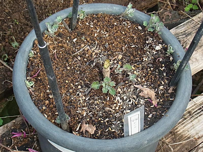 ②R8/2/10 冬至芽の管理