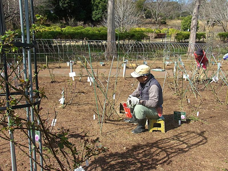 ③R8/3/7 バラの切り戻し、芽かき作業