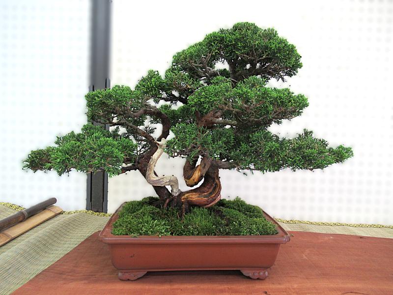 ①盆栽作風展の作品