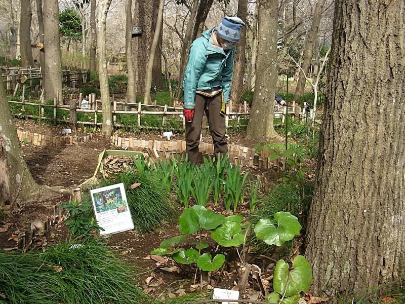 ③R8/3/6 「野草園」の整美作業